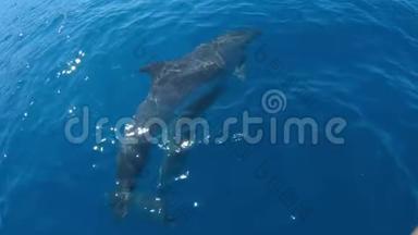 海豚在跳船前游泳，慢动作
